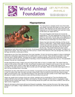 Hippopotamus - World Animal Foundation