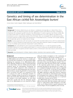Genetics and timing of sex determination in the East African cichlid