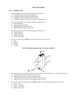 Nervous System File