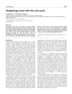 Hedgehog and the cell cycle
