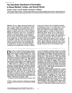 The Subcellular Distribution of Dystrophin in Mouse Skeletal