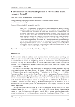 B-chromosomes behaviour during meiosis of yellow