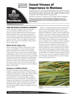 Cereal Viruses of Importance in Montana