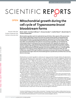 Mitochondrial growth during the cell cycle of Trypanosoma brucei
