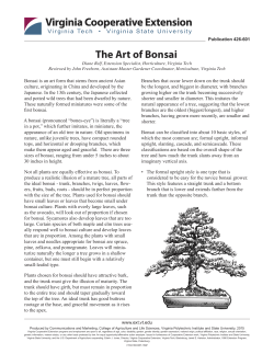 The Art of Bonsai