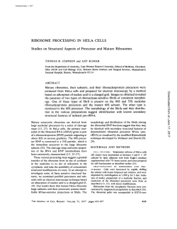 RIBOSOME PROCESSING IN HELA CELLS Studies on Structural