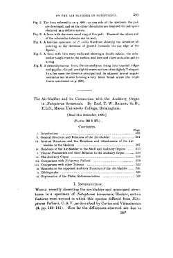 The Airbladder and its Connection with the Auditory Organ in