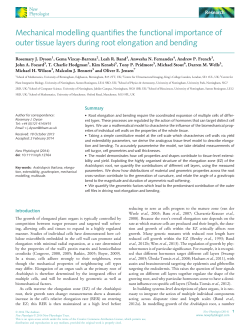 Mechanical modelling quantifies the functional importance of outer