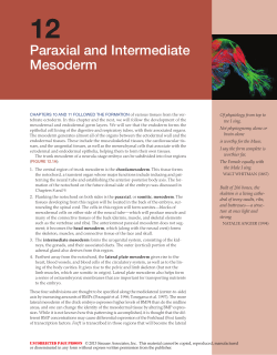 Paraxial and intermediate Mesoderm