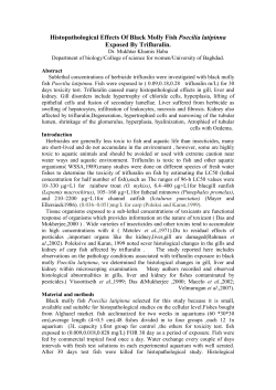 Histopathological Effects Of Black Molly Fish