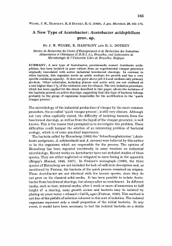 A New Type of Acetobacter: Acetobacter acidophilum