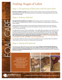 Foaling: Stages of Labor