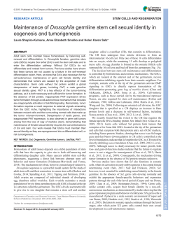 Maintenance of Drosophila germline stem cell sexual