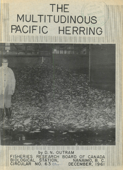PACIFIC HERRING
