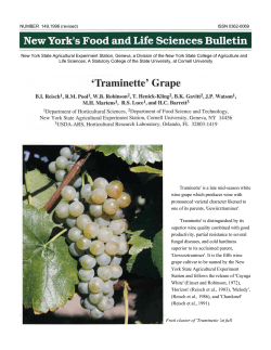 Traminette` is a late mid-season white wine grape which produces