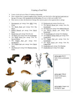 Creating a Food Web