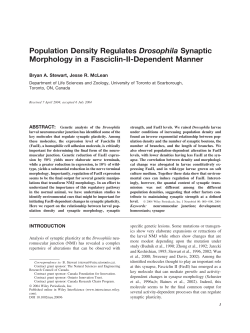 Population density regulates Drosophila synaptic morphology in a