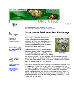 Some Insects Produce Artistic Renderings