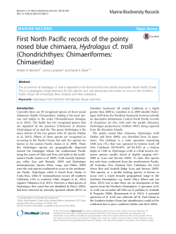 First North Pacific records of the pointy nosed blue chimaera
