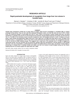 Rapid postnatal development of myoglobin from large liver iron