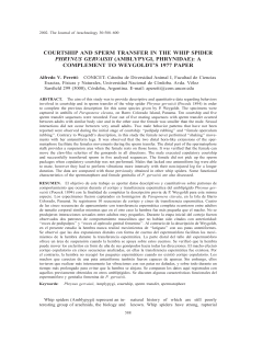 courtship and sperm transfer in the whip spider phrynus gervaisii
