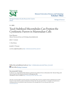 Taxol-Stabilized Microtubules Can Position the Cytokinetic Furrow in
