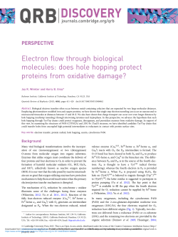 Electron flow through biological molecules: does hole hopping