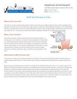 Anal Sac Disease in Cats - Kingsbrook Animal Hospital