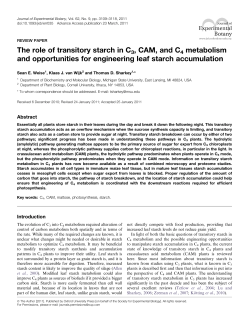 The role of transitory starch in C3, CAM, and C4