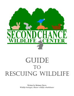 Guide to Rescuing Wildlife. - Second Chance Wildlife Center