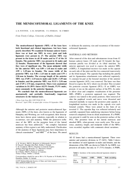 the meniscofemoral ligaments of the knee