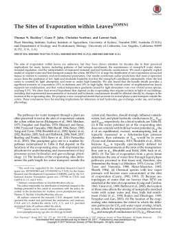 The Sites of Evaporation within Leaves1[OPEN]