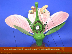 Flower Morphology