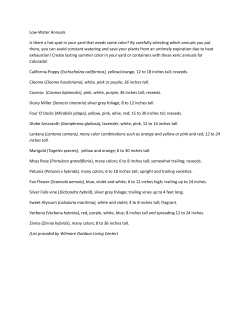 Low Water Annuals - Wilmore Nurseries