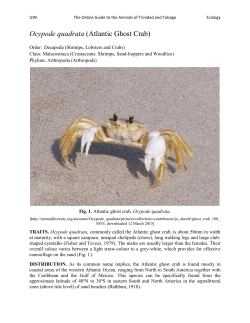 Ocypode quadrata (Atlantic Ghost Crab)