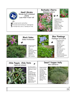 8-Small Shrubs