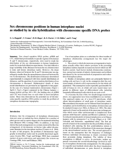 Sex chromosome positions in human interphase nuclei