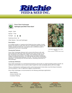 Snow Giant Hydrangea