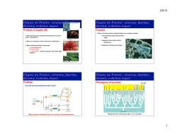 Chapter 28: Protists - structure, function, diversity, evolution, impact