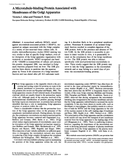 A Microtubule-binding Protein Associated with Membranes of the