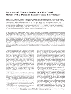 Isolation and Characterization of a Rice Dwarf