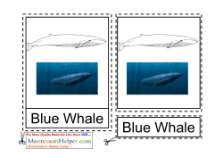 Blue Whale Blue Whale