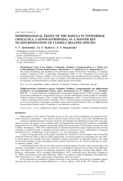 MORPHOLOGICAL TRAITS OF THE RADULA IN VIVIPARIDAE