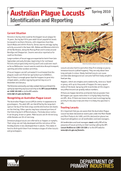 Australian Plague Locusts