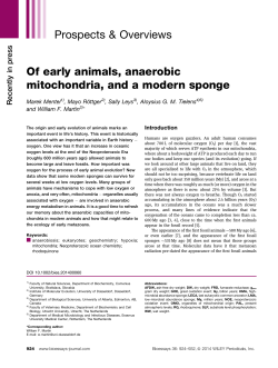 Of early animals, anaerobic mitochondria, and a modern sponge