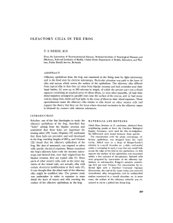 olfactory cilia in the frog