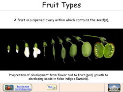 Fruit Types