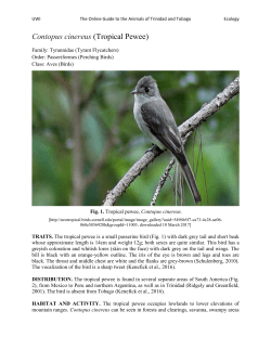 Contopus cinereus (Tropical Pewee)