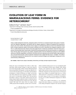 evolution of leaf form in marsileaceous ferns
