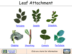 Leaf Attachment